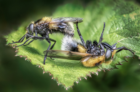 Robert Ayto LRPS CPAGB 