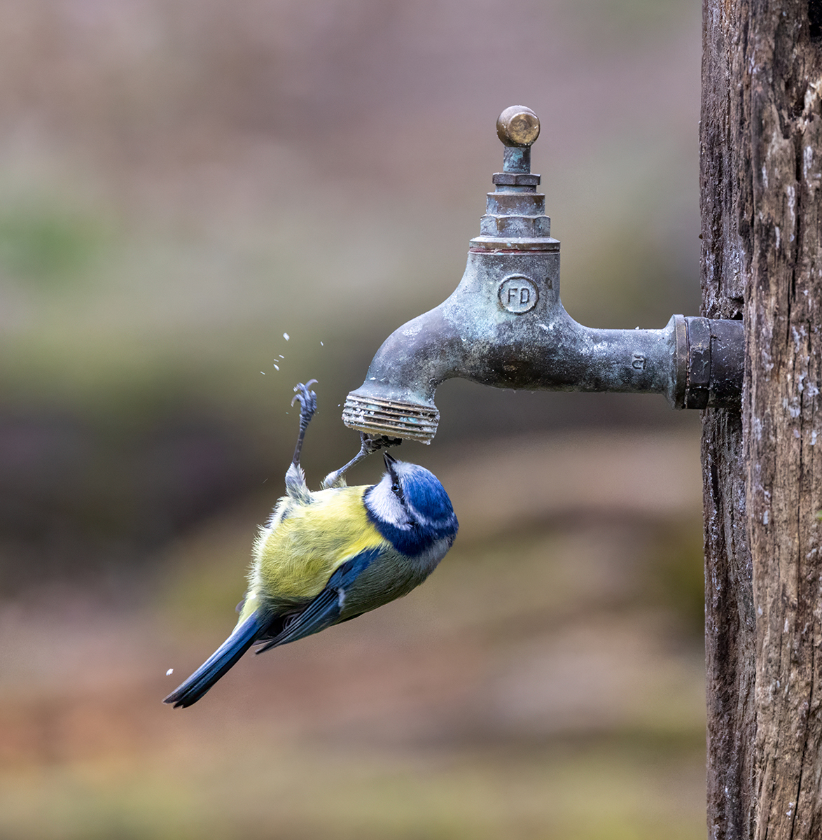 Blue Tit on Tap