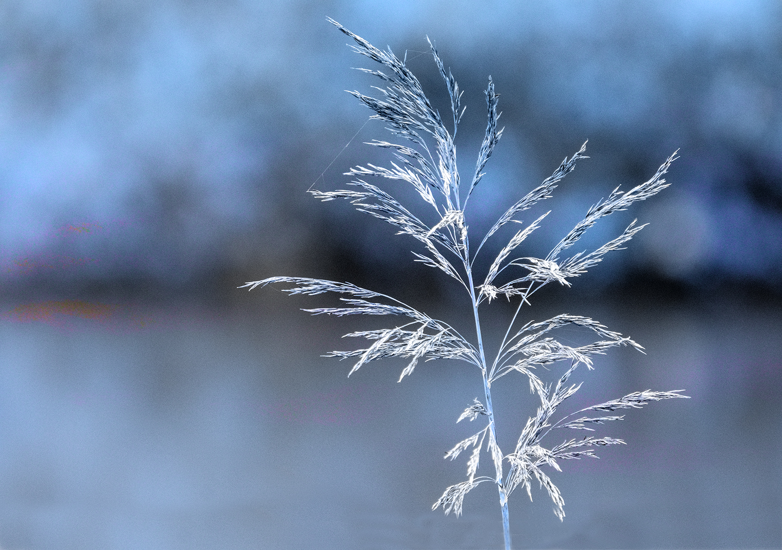 Blue Grass by Kathleen Bird Blue Grass