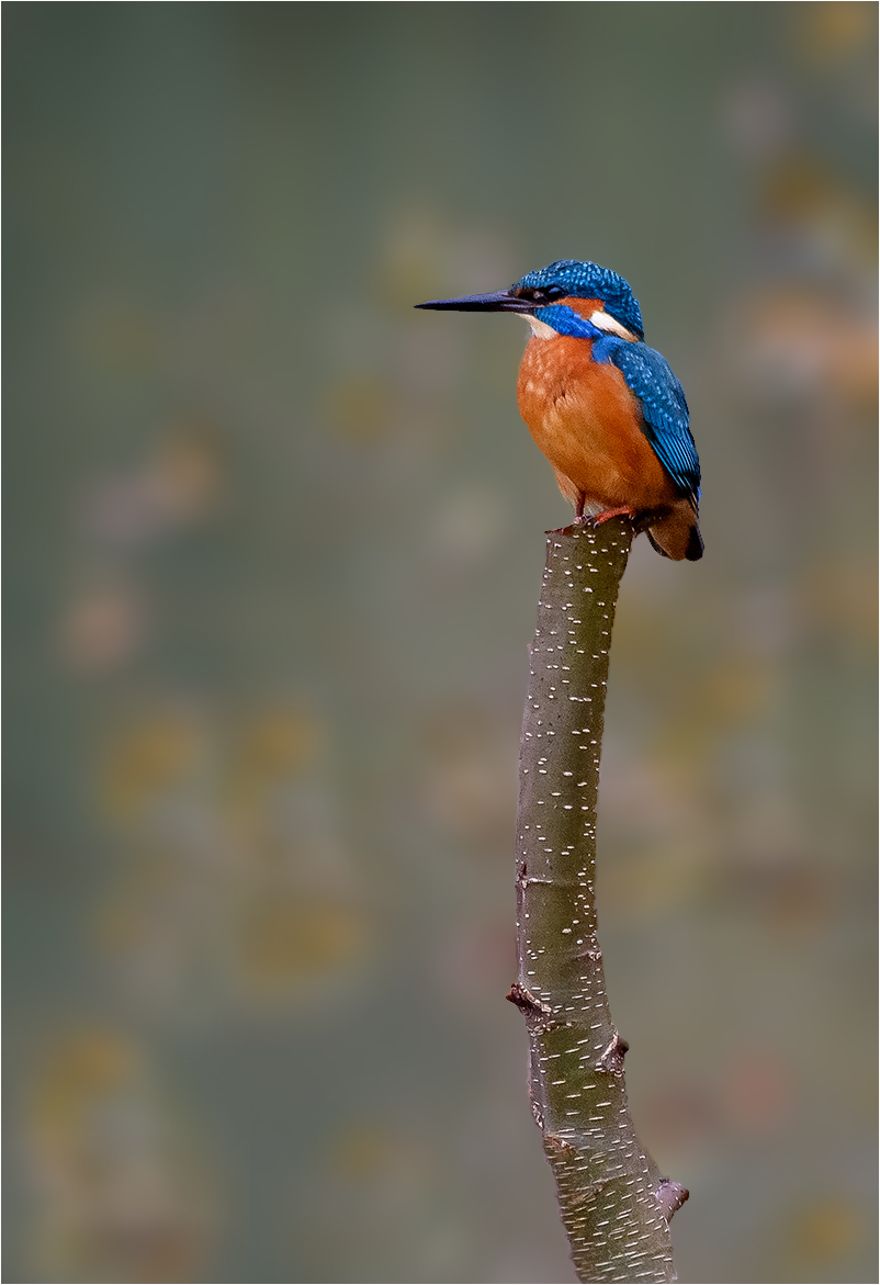 Autumnal  Kingfisher