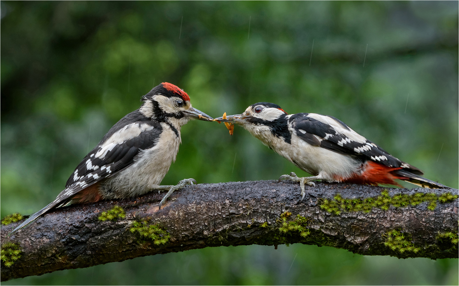 Great spotted woodpecker feeding by Mike Young Great spotted woodpecker feeding