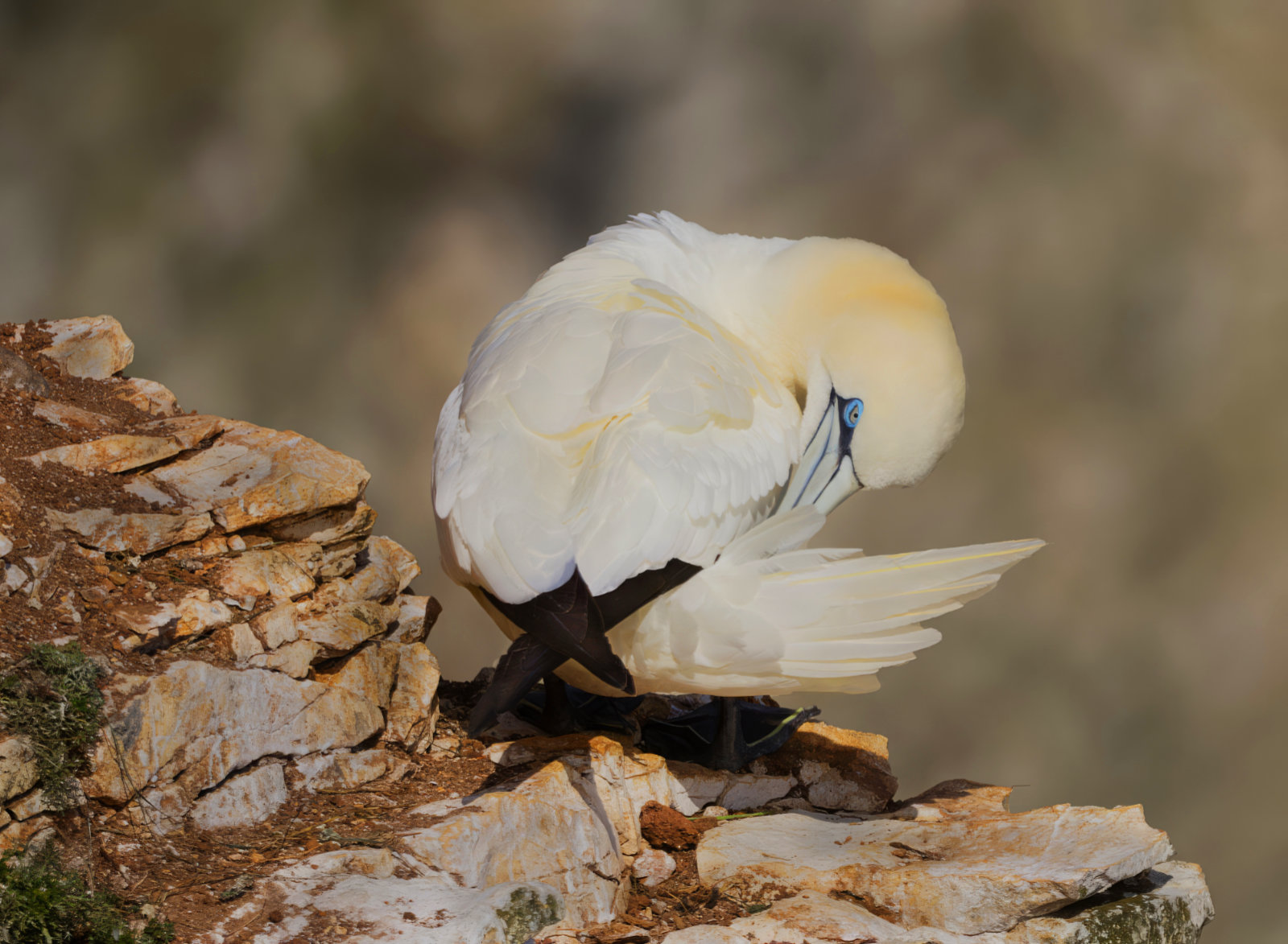 Preening Gannet at Bempton