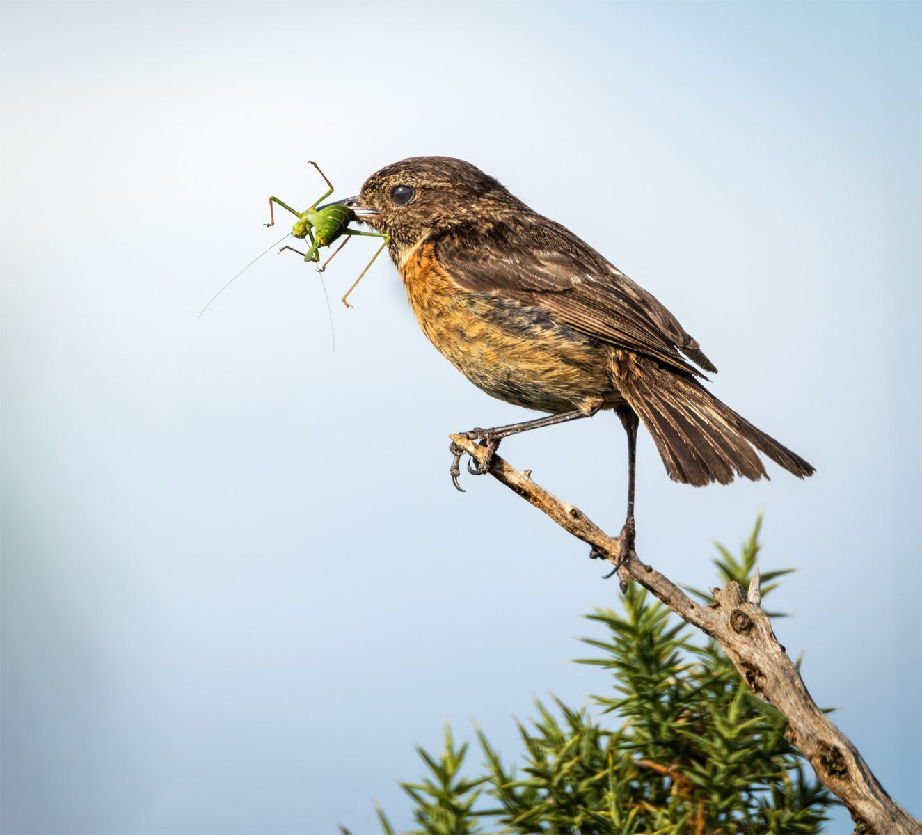 Stonechat Catch