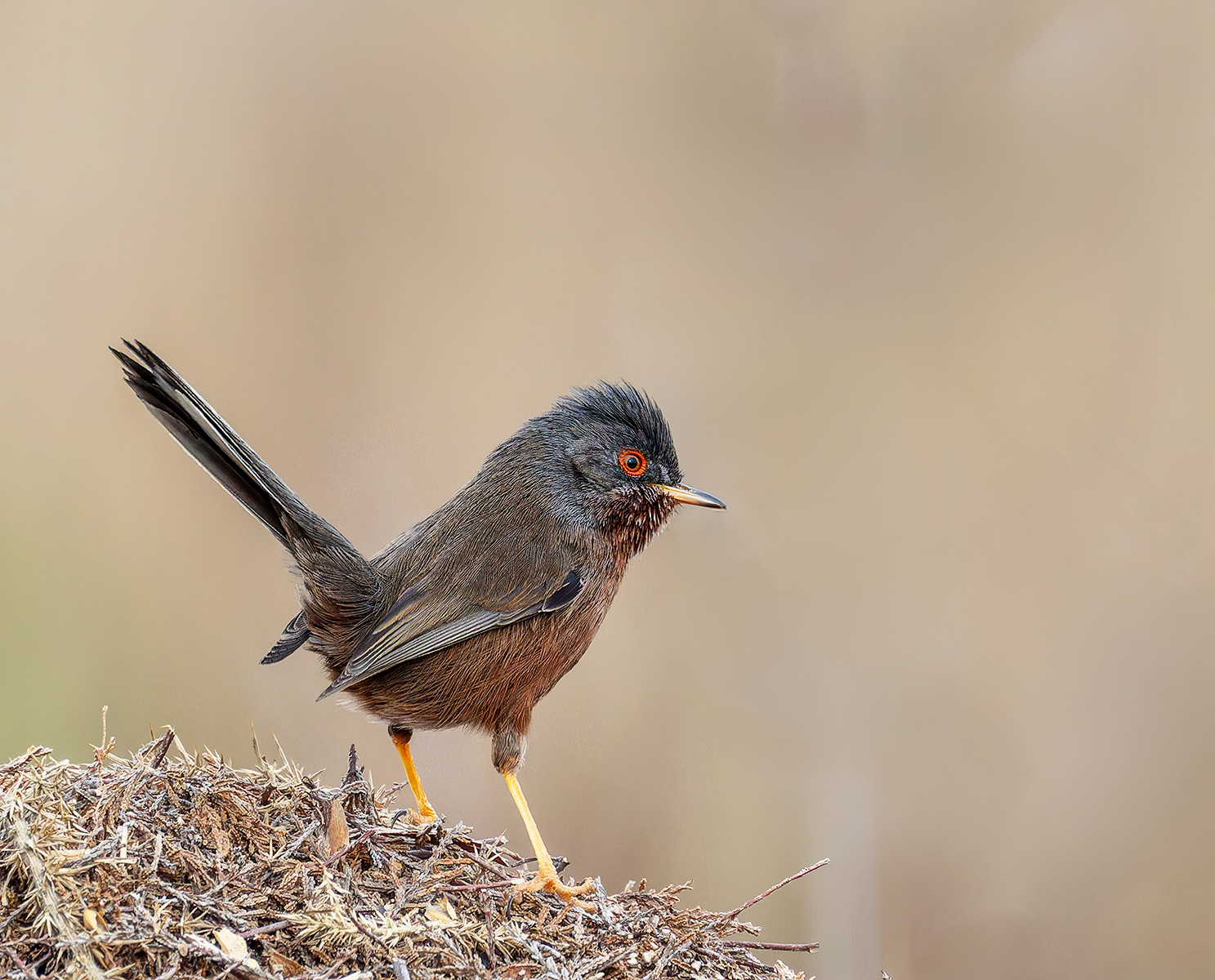 Dartford Warbler