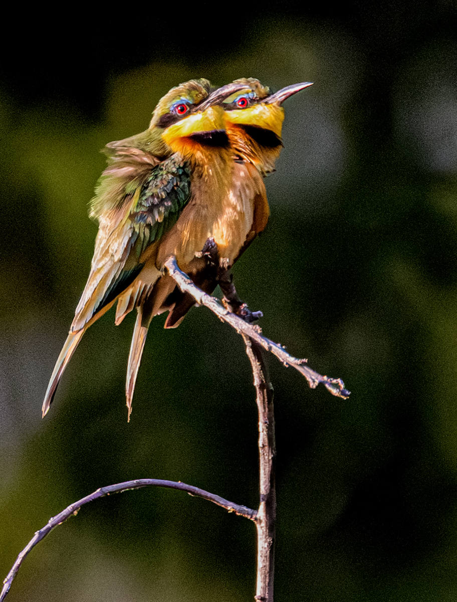 Two little Beeaters by Bruce Gardner Two little Beeaters