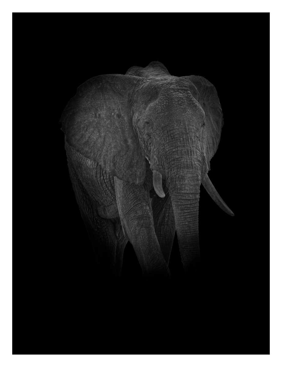 African Elephant by Grant Dawkins African Elephant