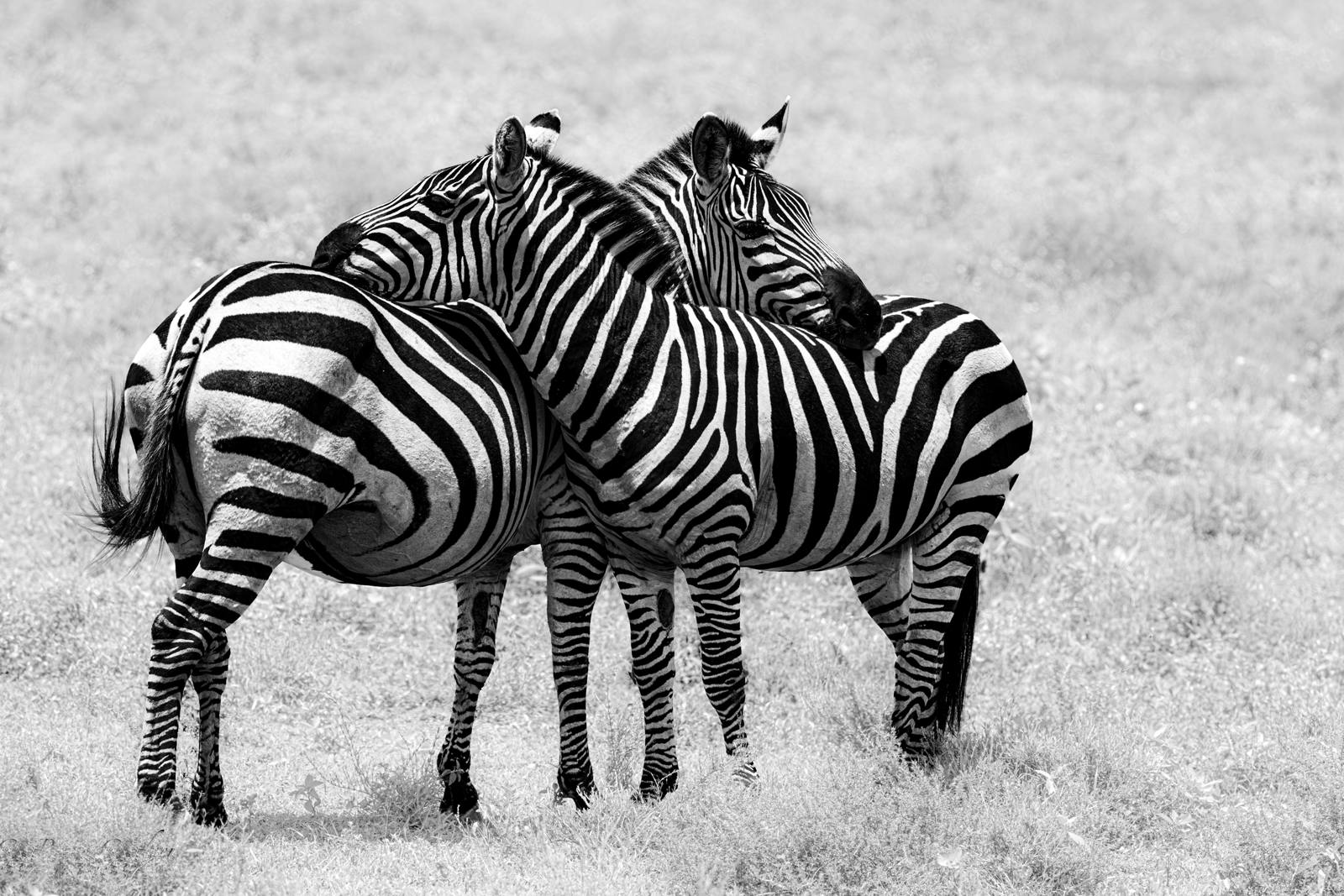 Best Pals by Bruce Gardner Best Pals