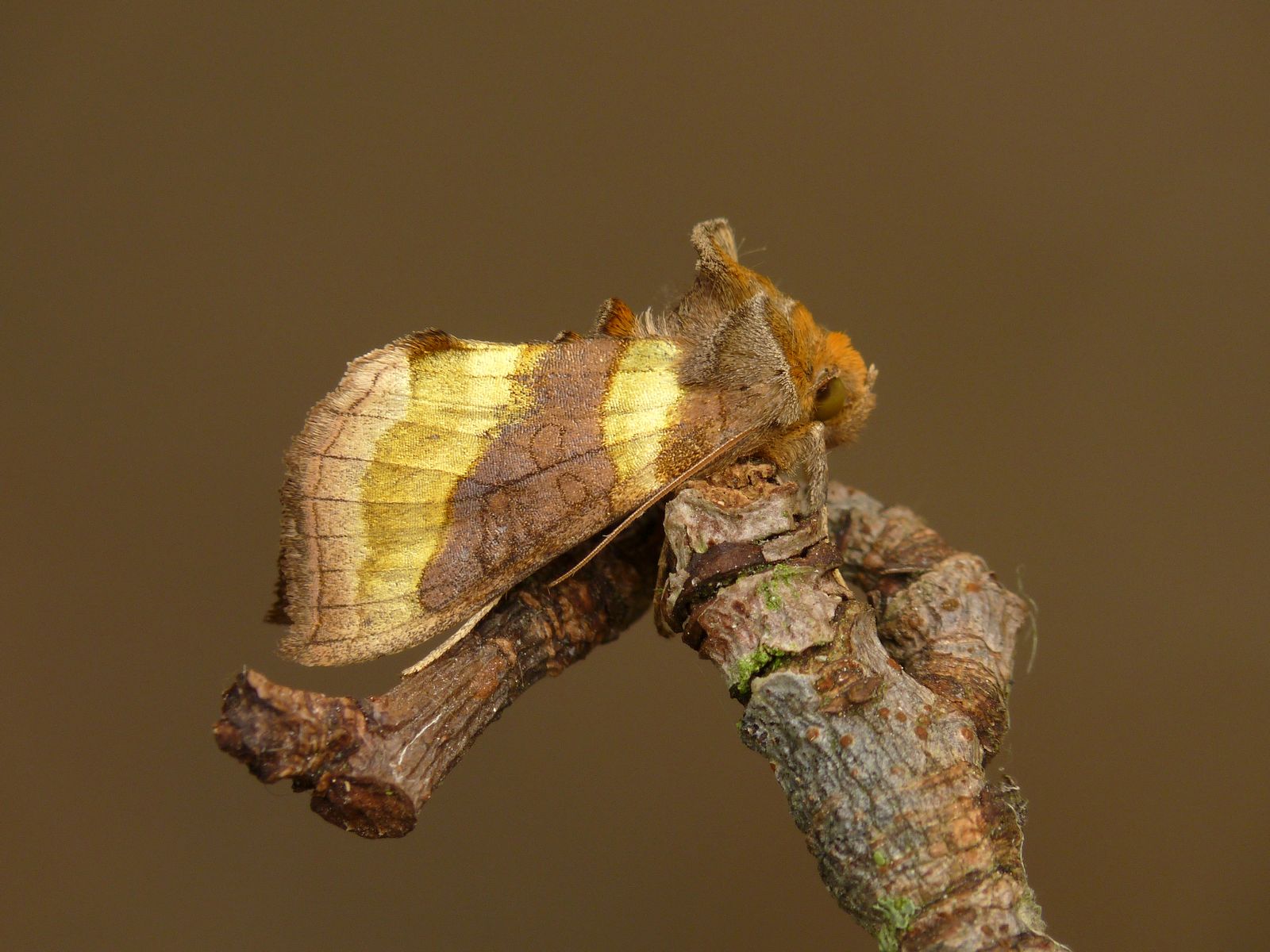 Burnished Brass moth