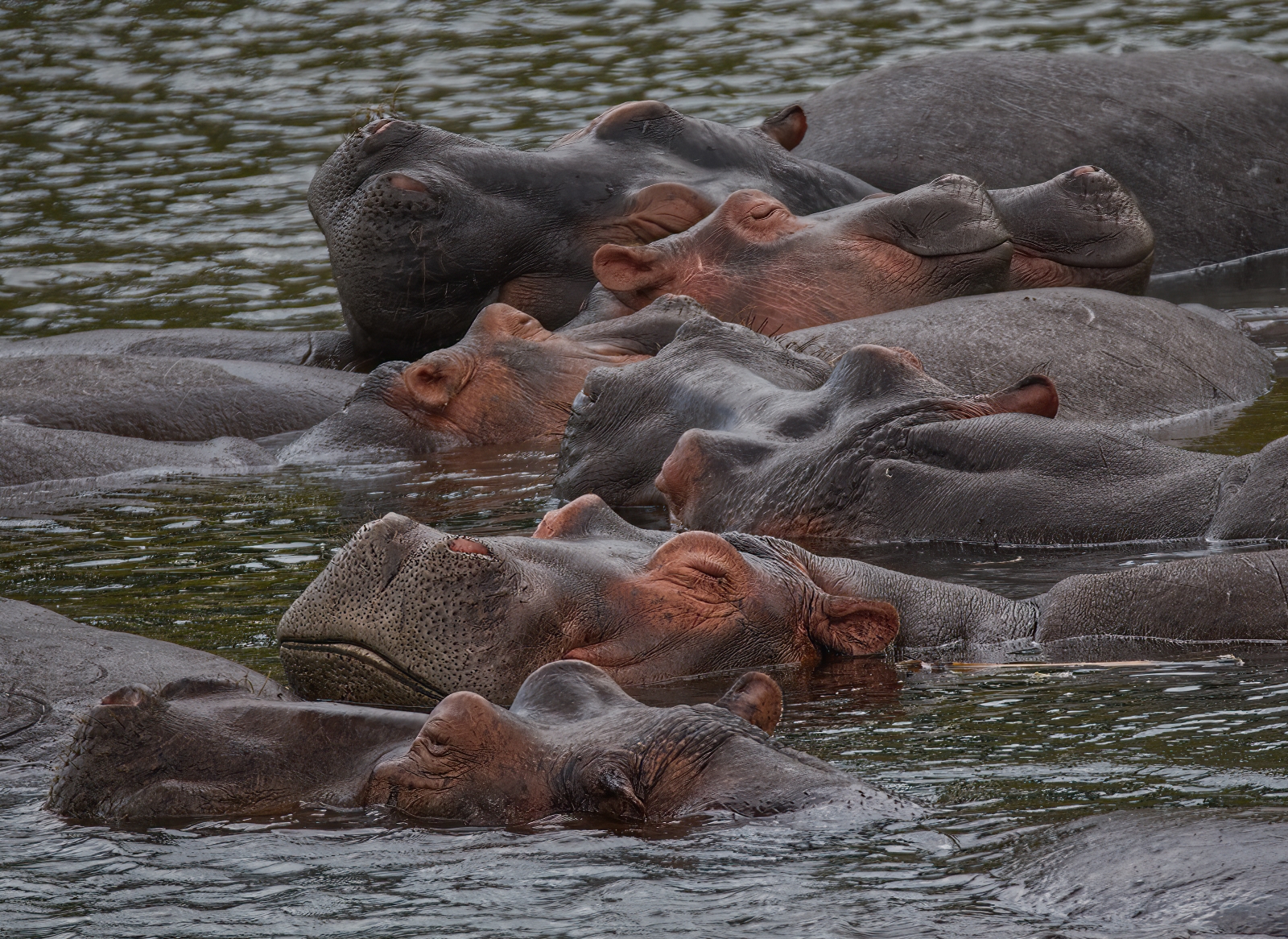 Hippo siesta by Grant Dawkins Hippo siesta