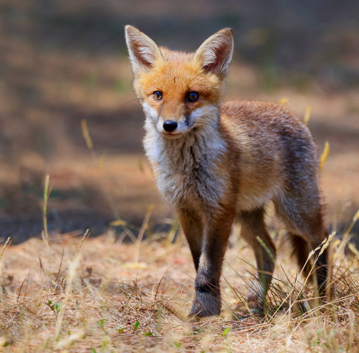 Hesitant Fox Cub by Claire Lassiter Hesitant Fox Cub