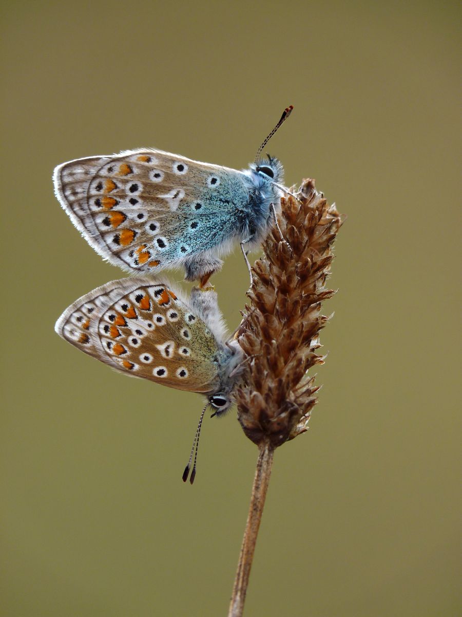 Common Blues mating by Pauline Richards Common Blues mating