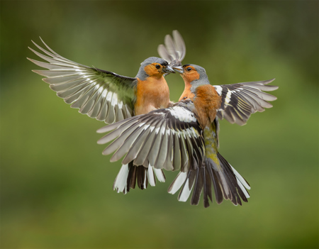 Robert Ayto LRPS CPAGB 