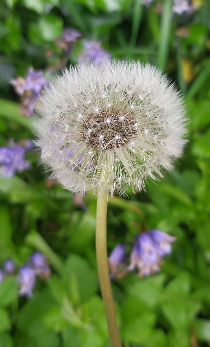Dandelion by Dylan Harvey Dandelion