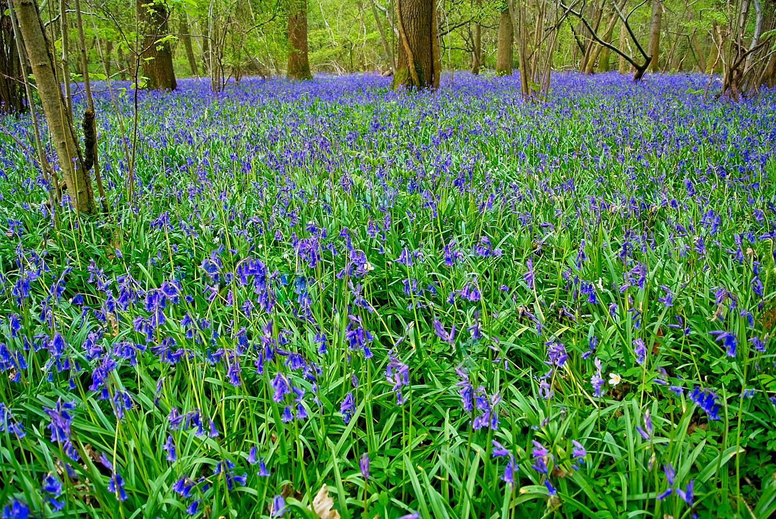 Bluebell wood