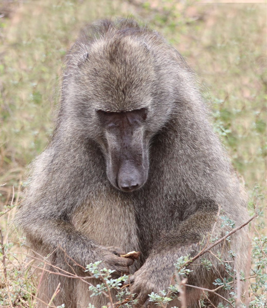Baboon Contemplating a Snack