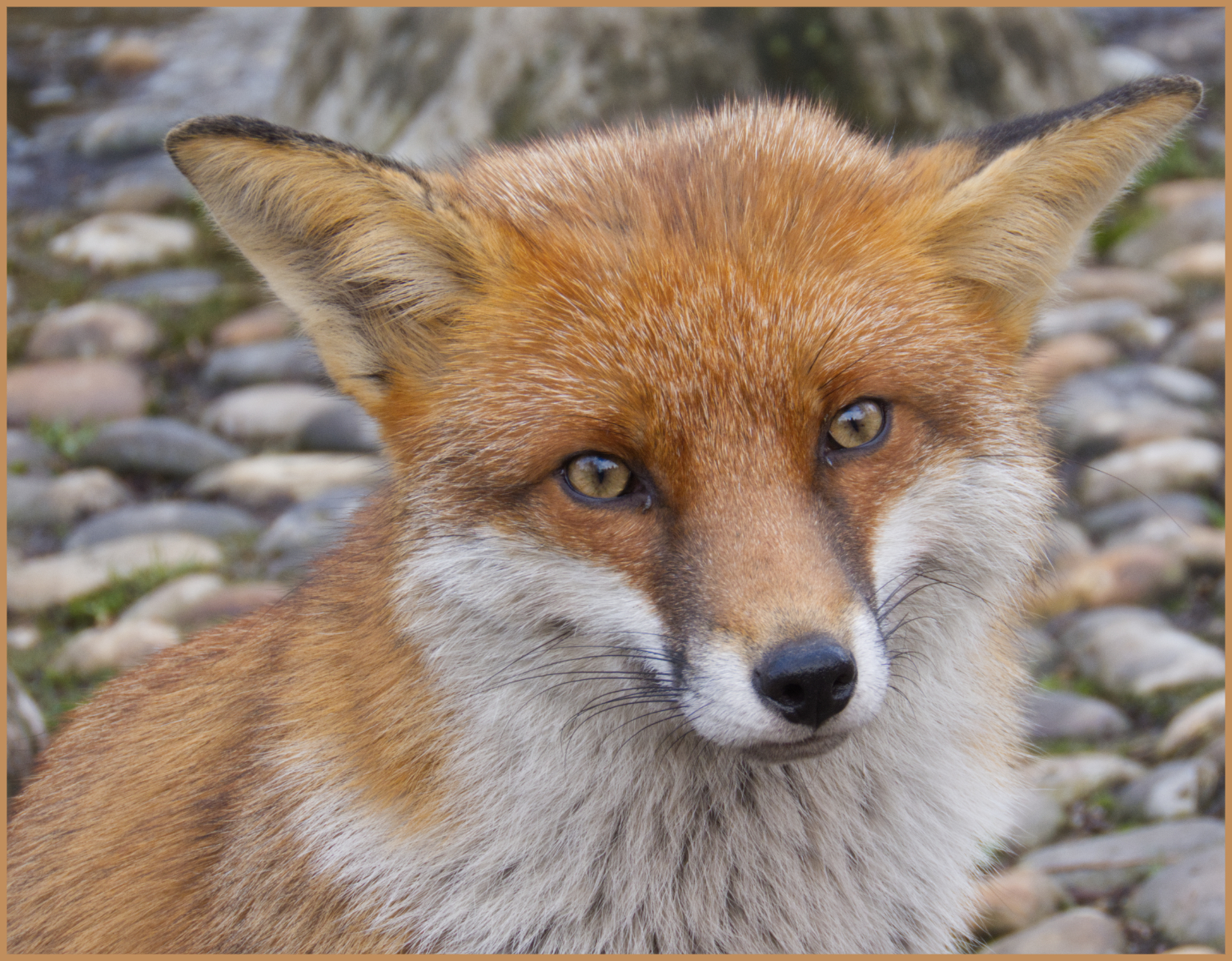 Wisley Fox