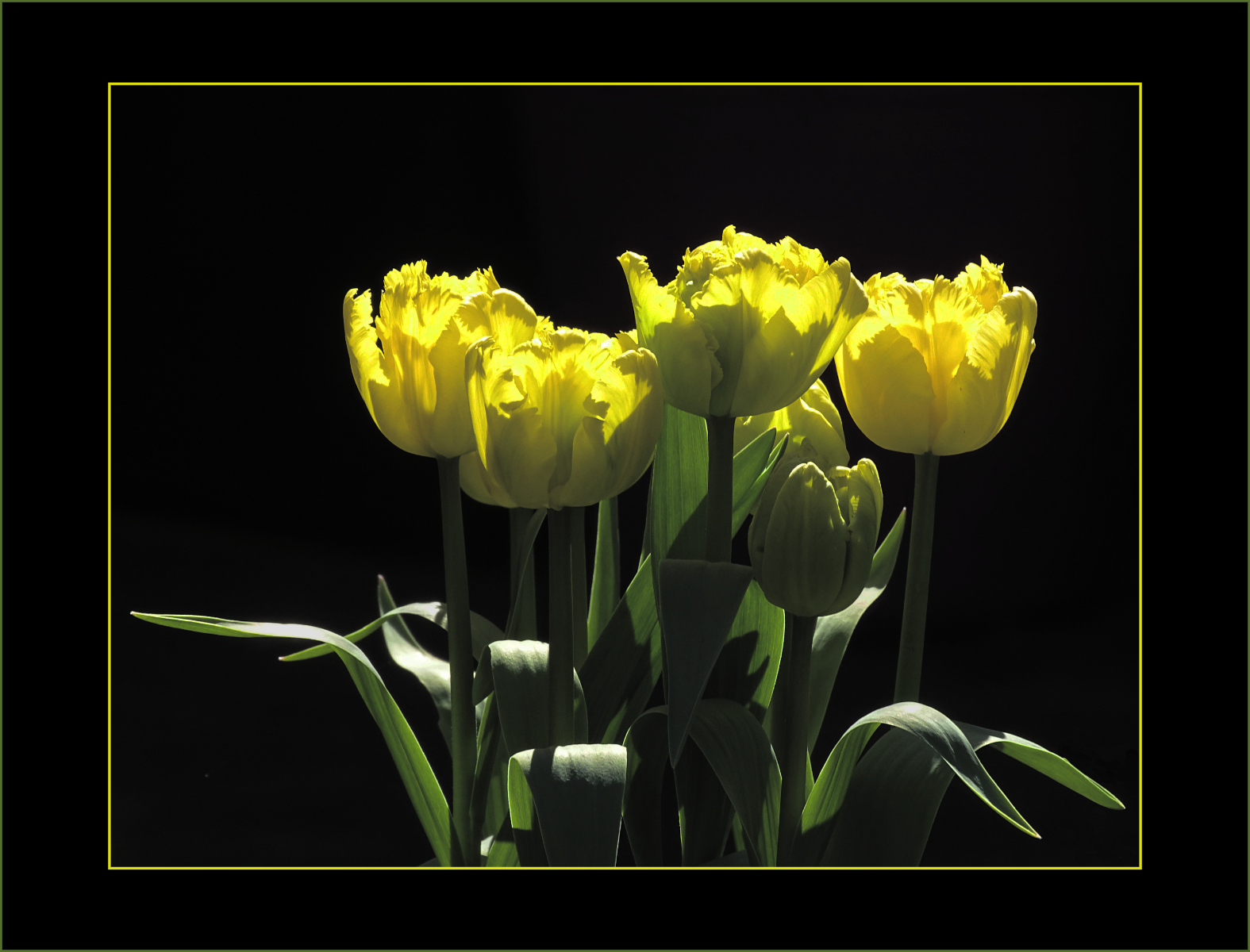 Tulips by Susan Erler Tulips