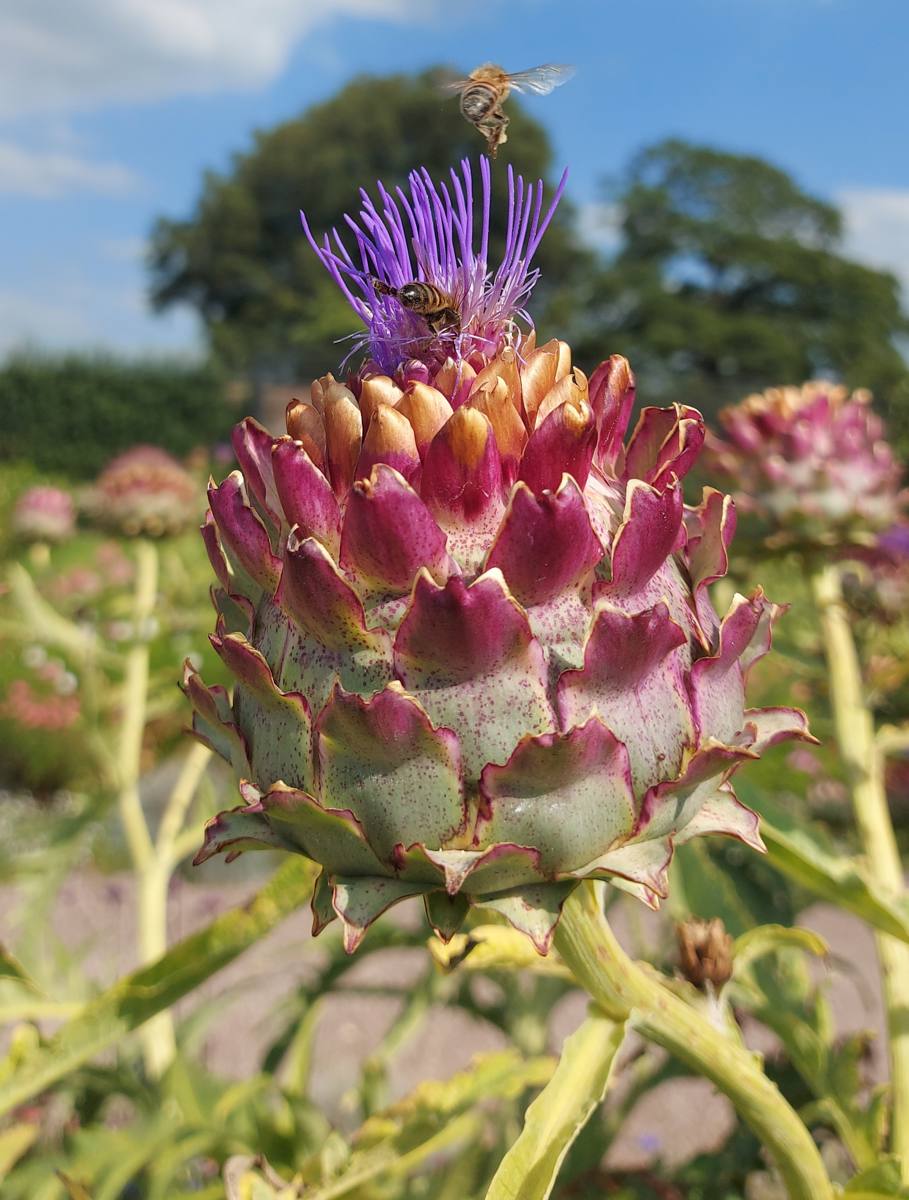 Bees on a Thistle by Mike Hortop Bees on a Thistle