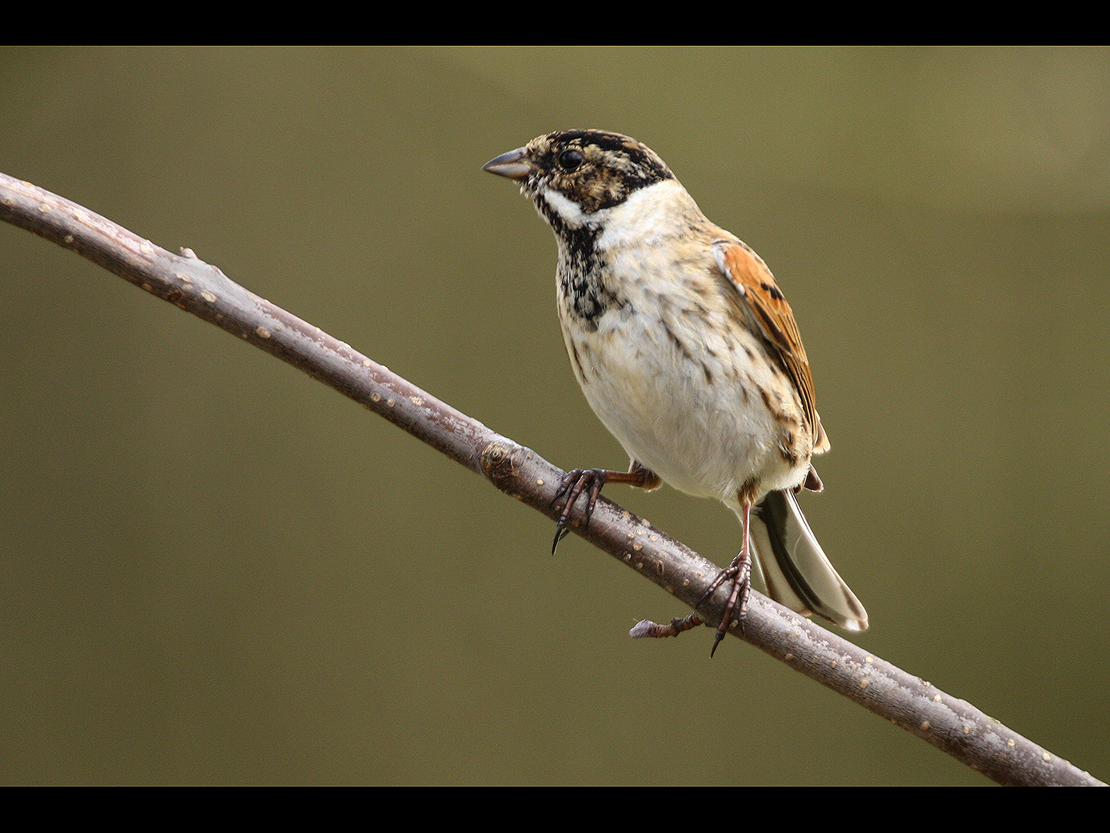 Male Reed Bunting 2