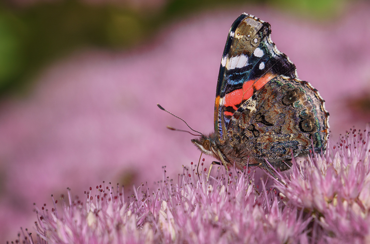 Red Admiral by Steven Pratt Red Admiral