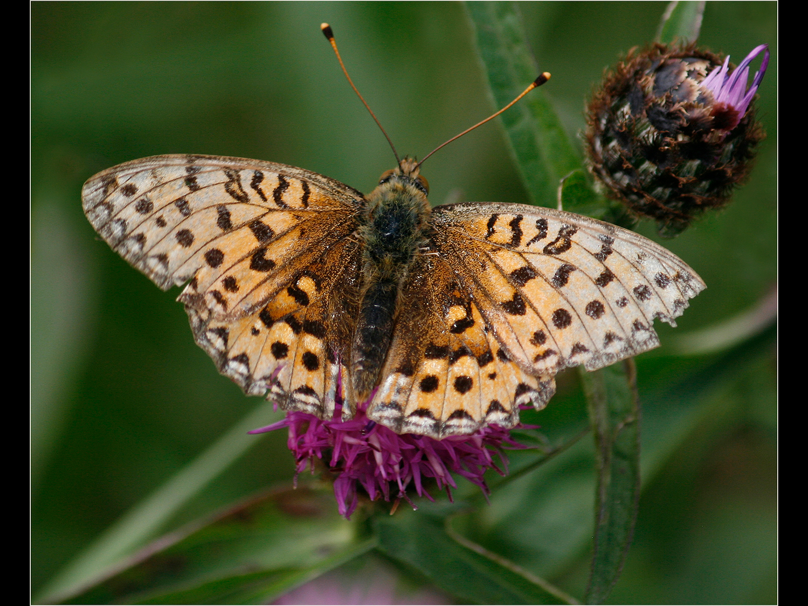 High Brown Fritillary