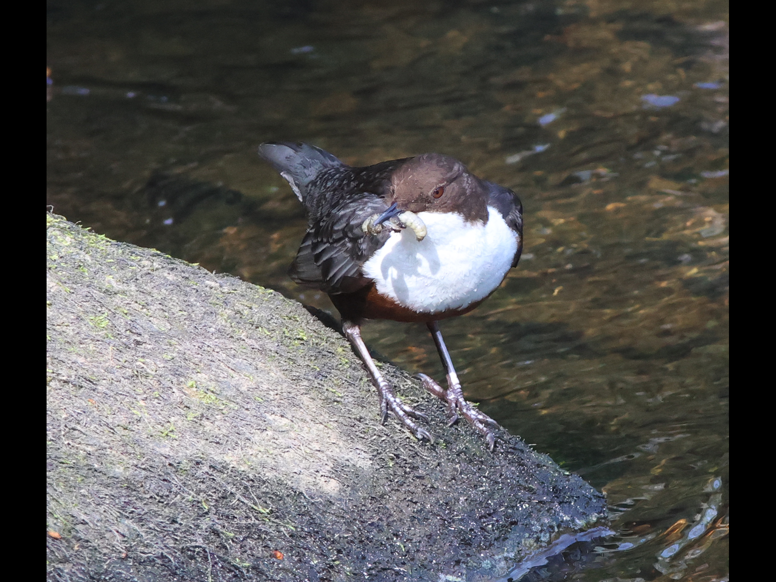 Dipper by Michael Tilley Dipper