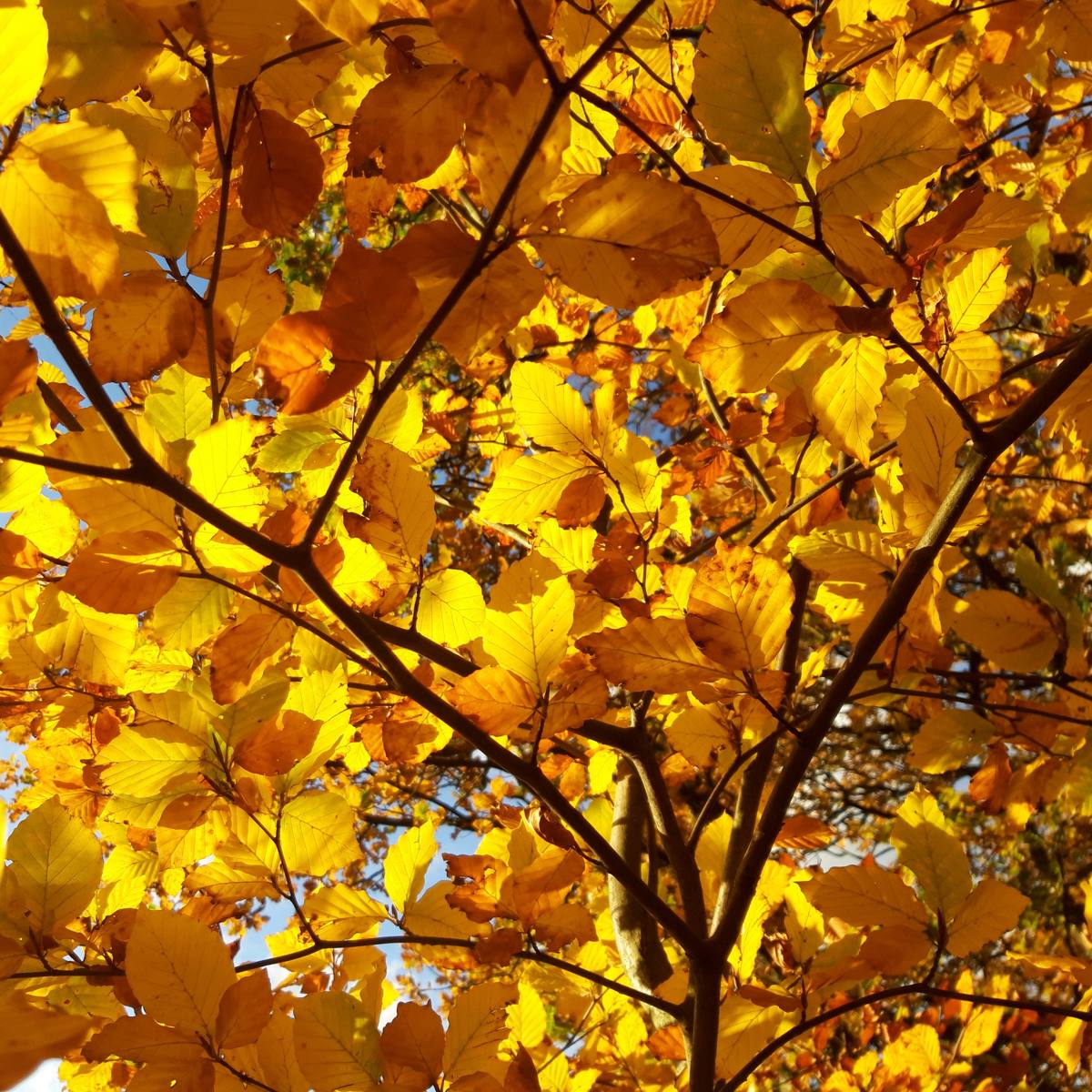 Autumnal Gold by Mike Hortop Autumnal Gold