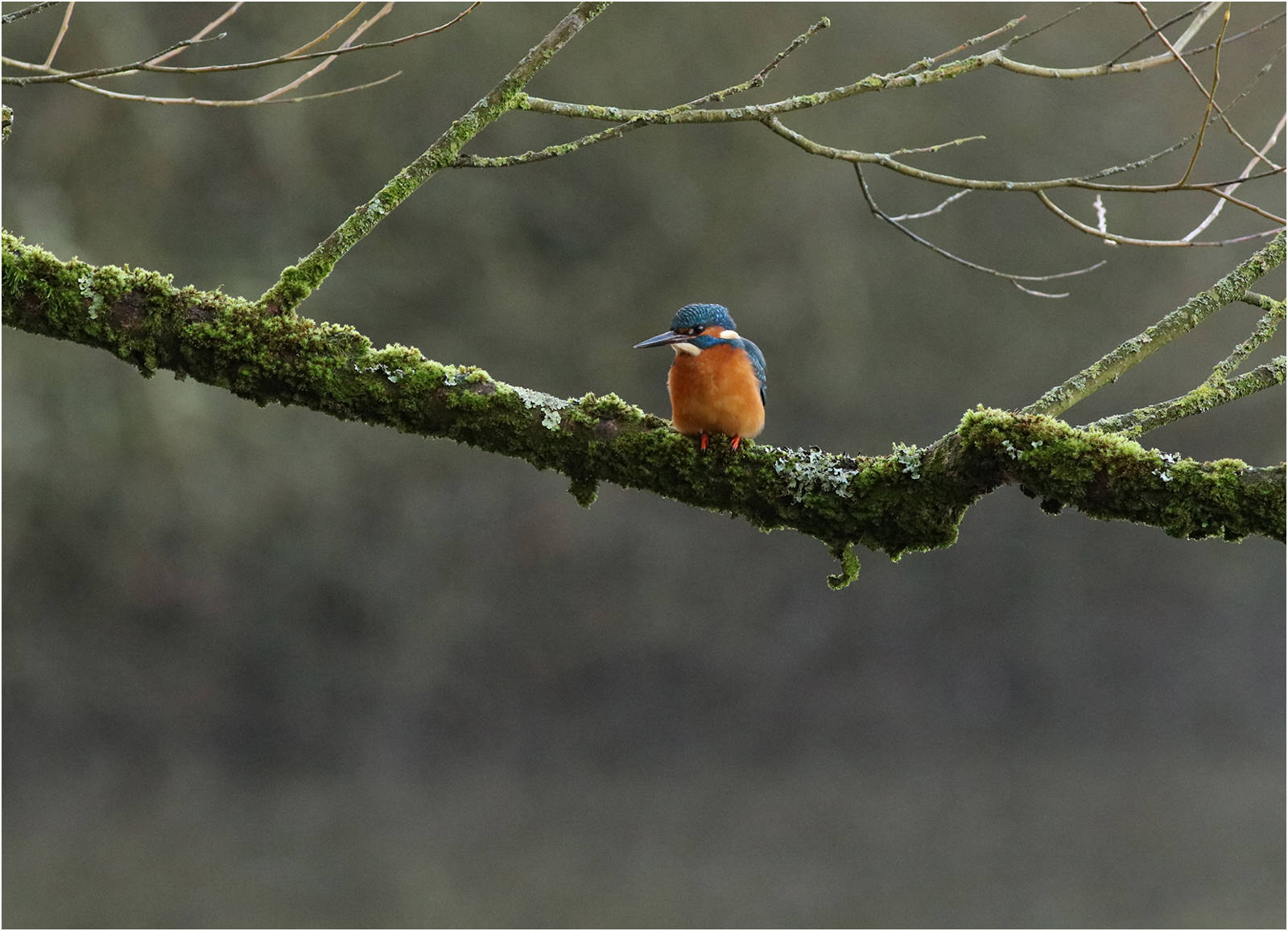 Kingfisher by Michael Tilley Kingfisher