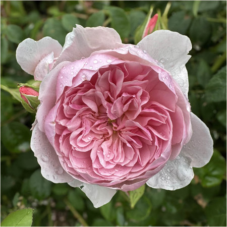 Lynda Redfern