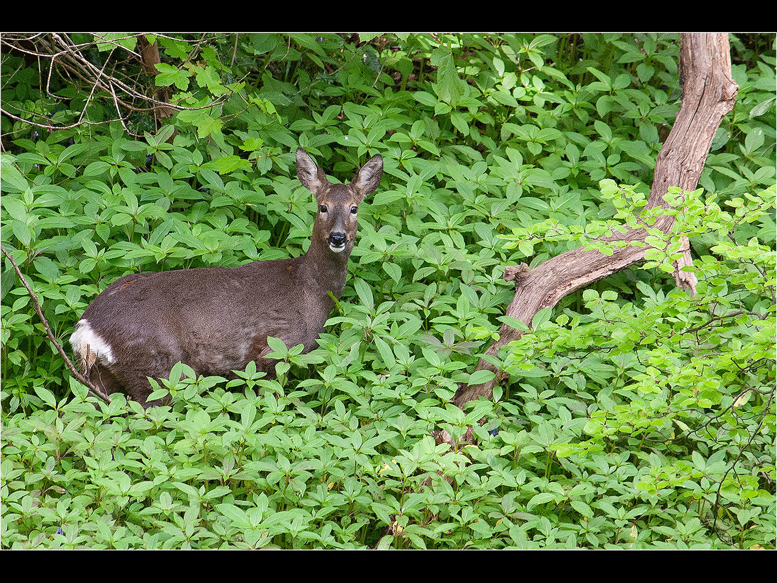 Roe Deer in Foliage by Mike Heaton Roe Deer in Foliage