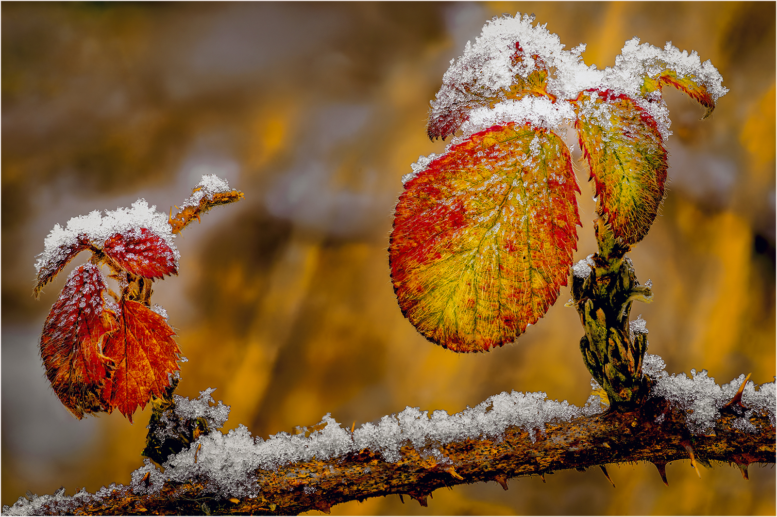 Early frost on the foliage by Steven Pratt Early frost on the foliage