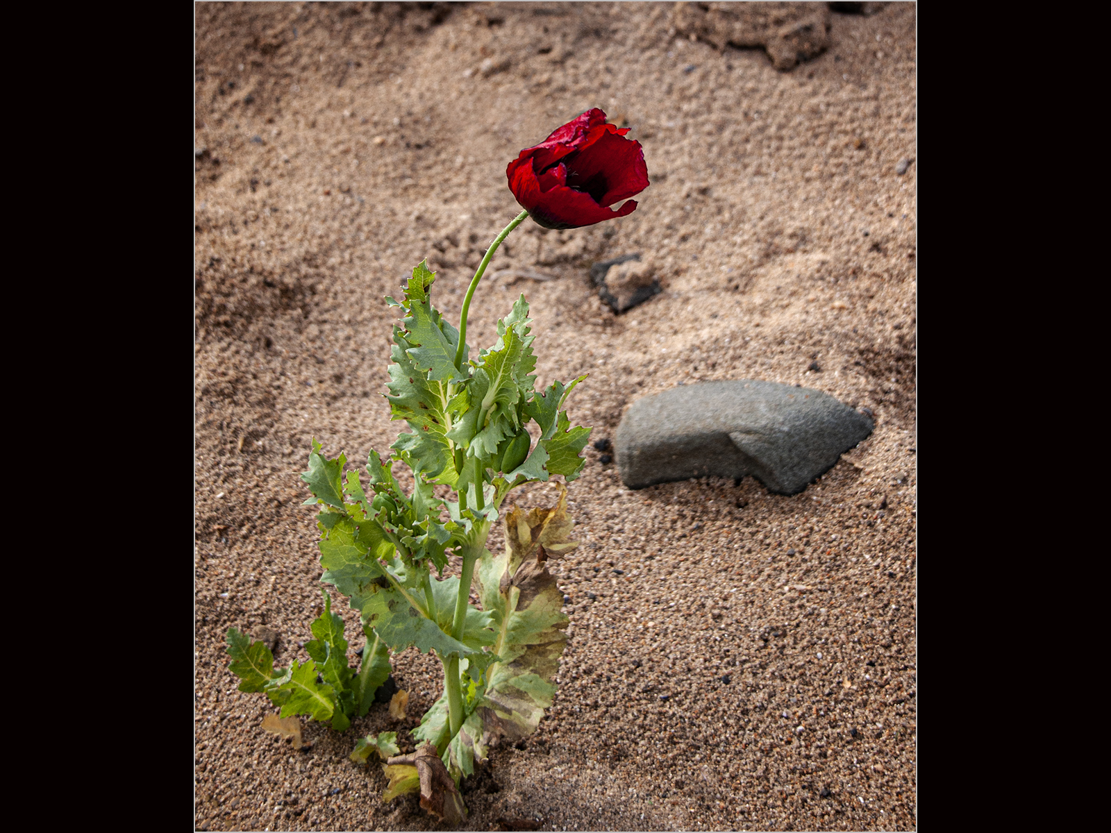 Poppy by Ruth Green Poppy