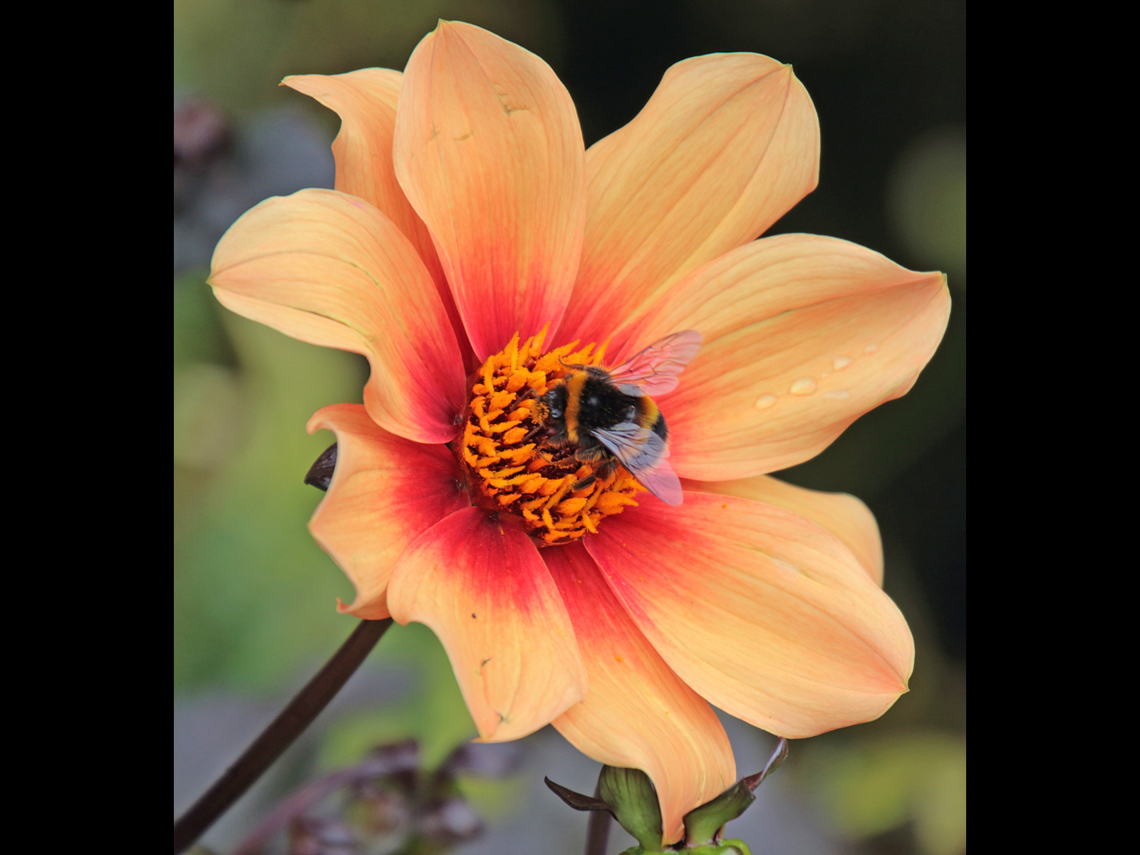 AHardwick_Bee at work by Diane Hardwick AHardwick_Bee at work