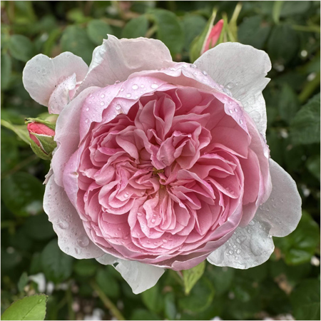 Lynda Redfern