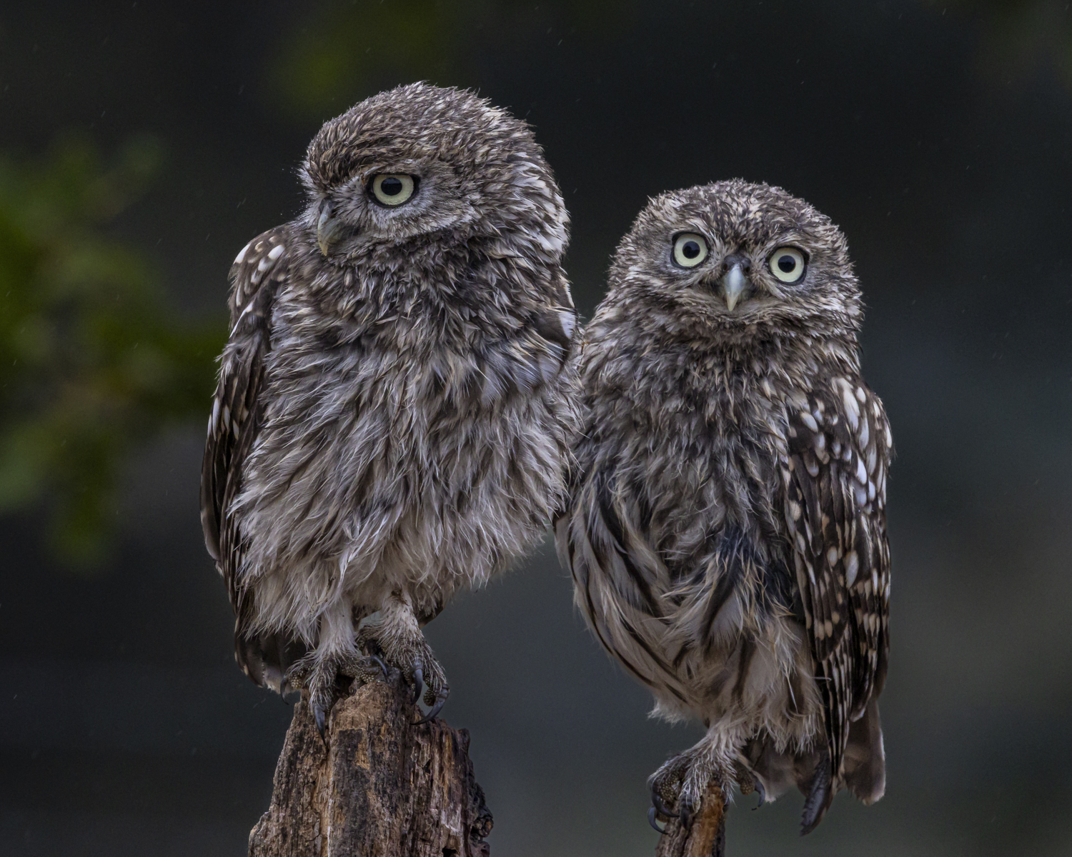 Twin Little Owls by Mark Halling Twin Little Owls