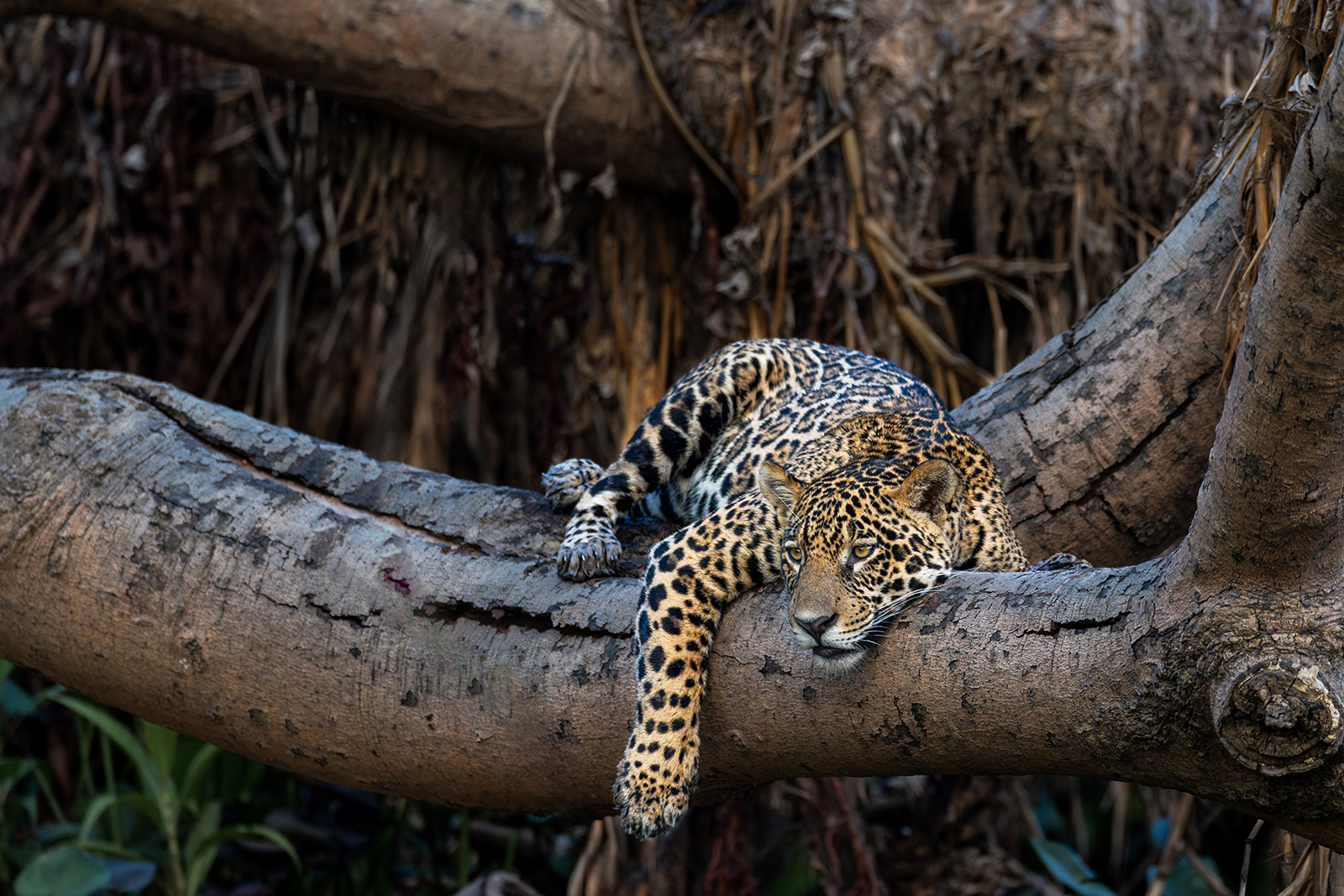Jaguar - The Pantanal, Brazil by Leslie Holmes Jaguar - The Pantanal, Brazil