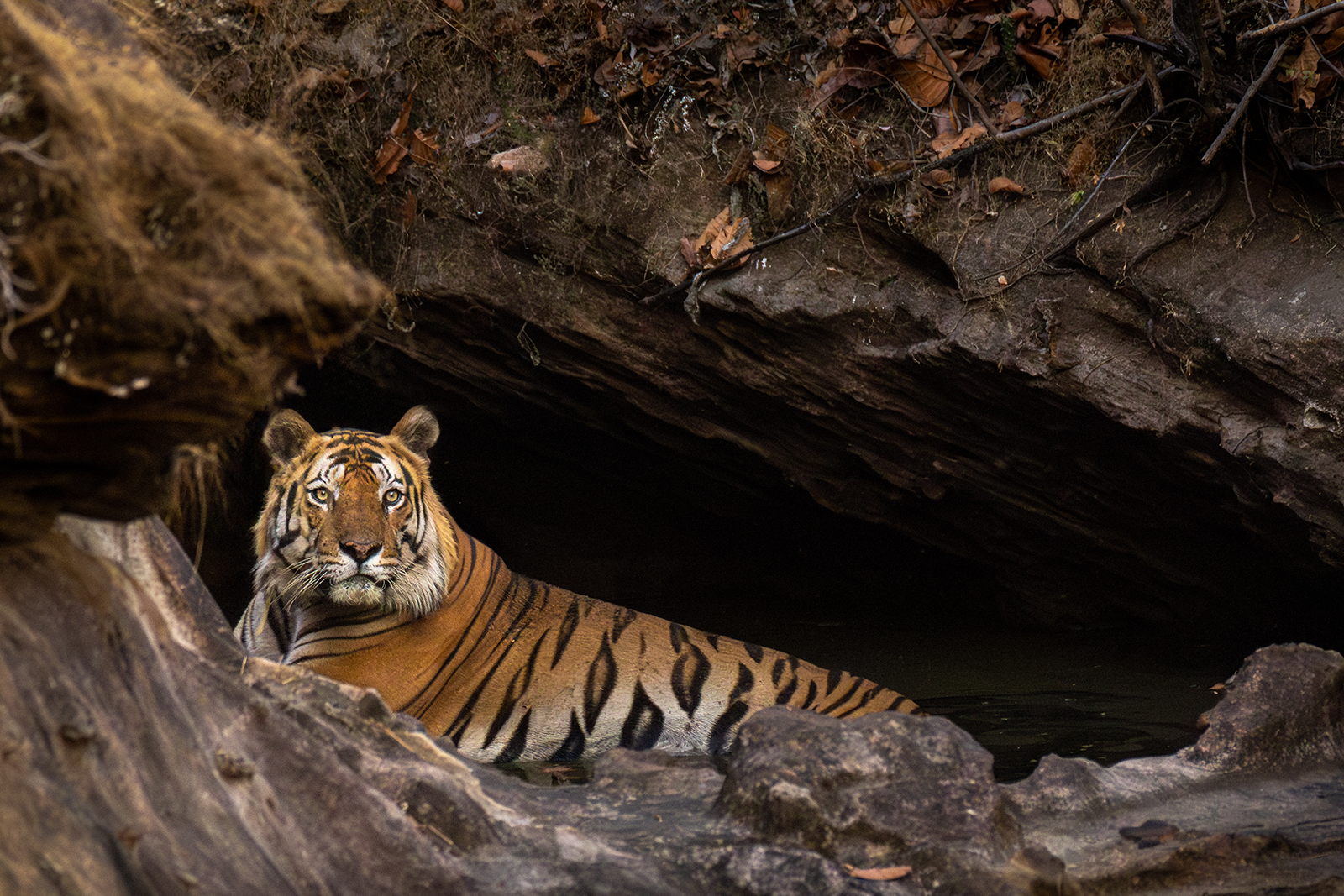 Bajrang - Bandhavgarh National Park, India