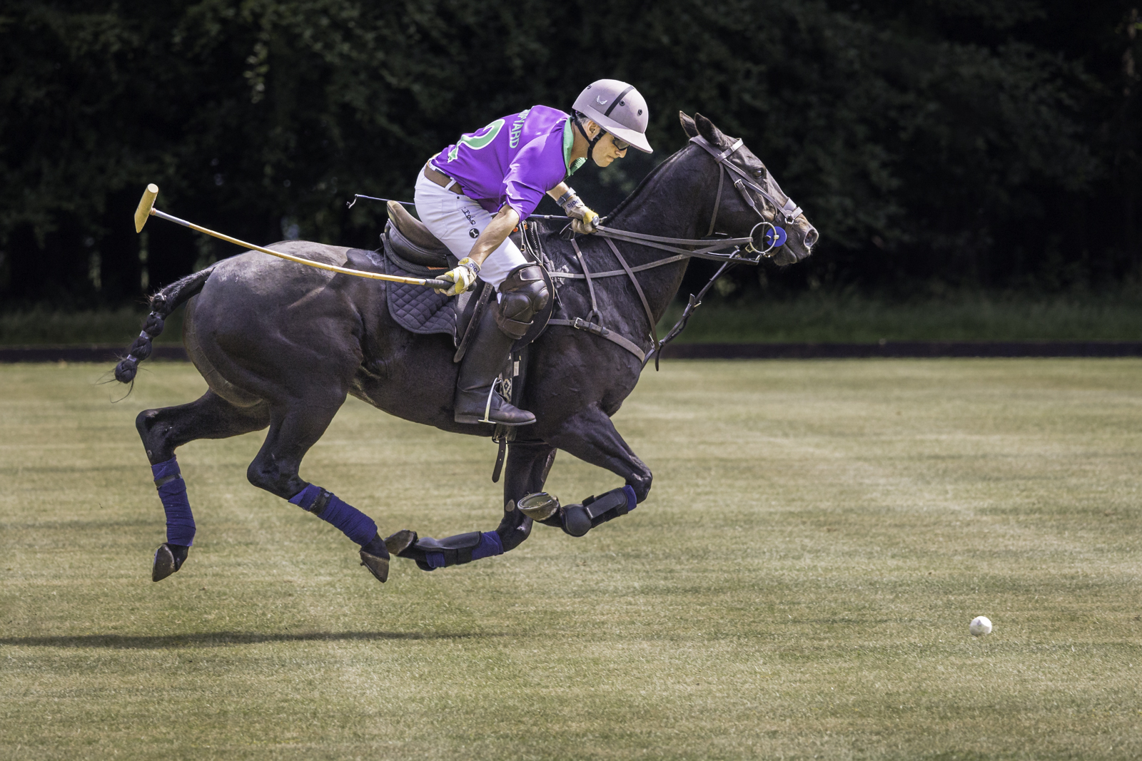The Gallop for Glory