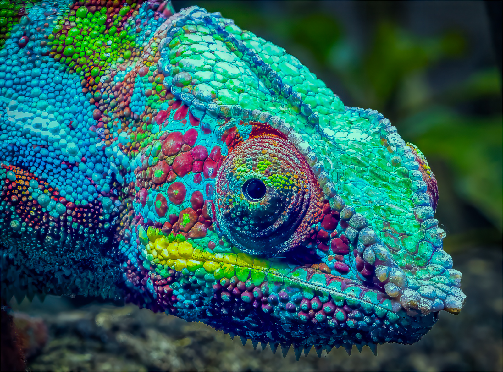 Colourful Chameleon by Roger Matthews Colourful Chameleon