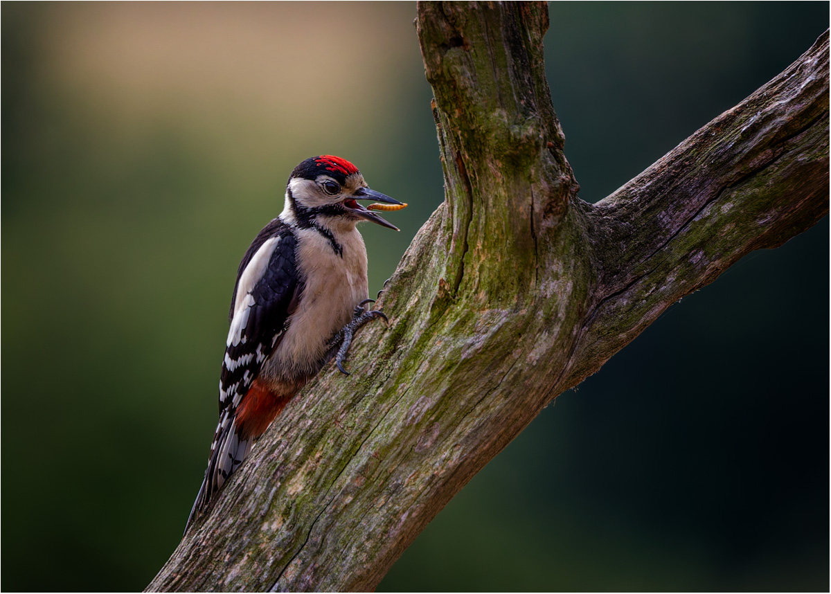 Greater Spotted Woodpecker Feeding by Malcolm Marner Greater Spotted Woodpecker Feeding