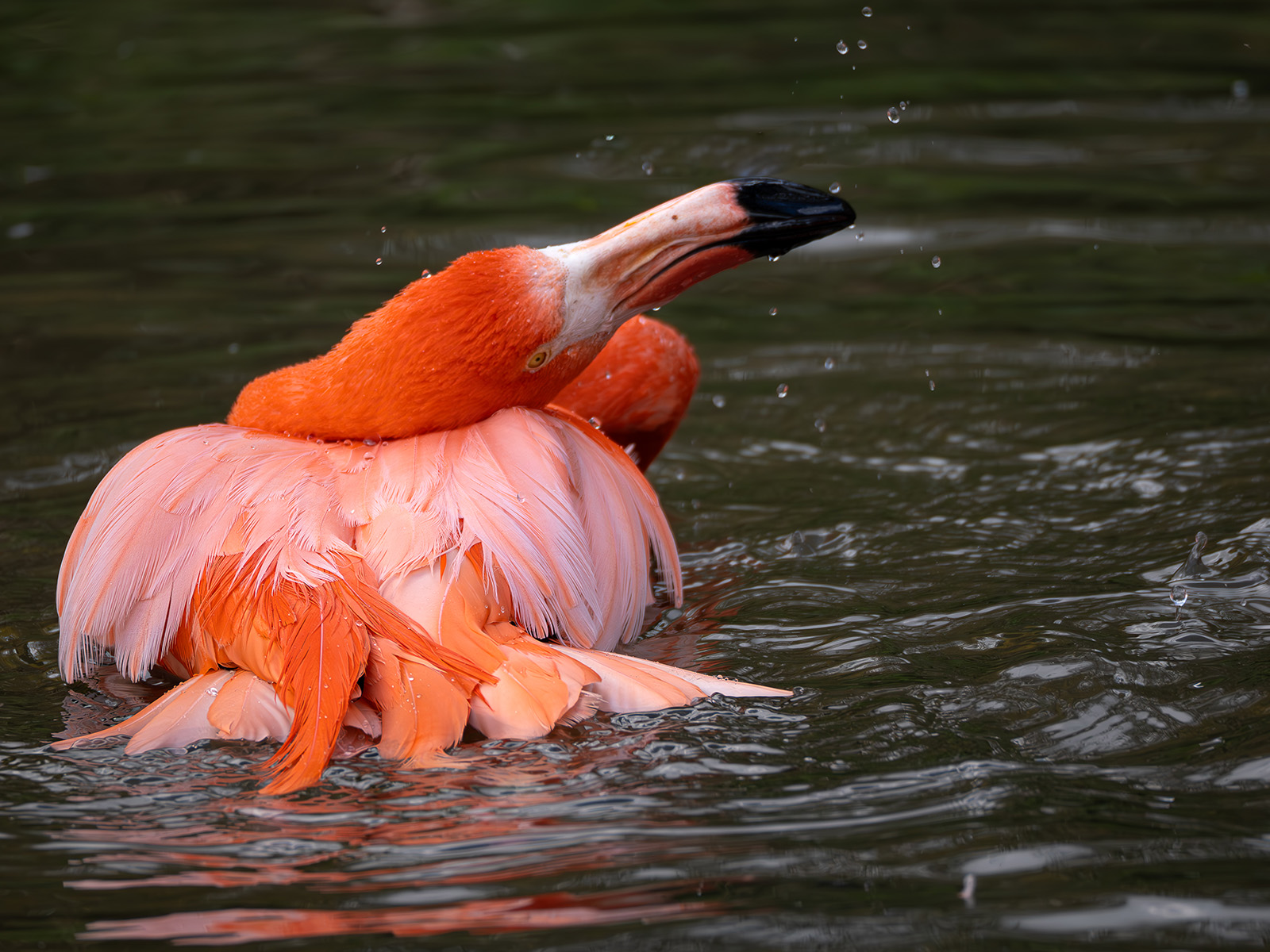 Flamingo bathtime by Mandi Horwood Flamingo bathtime
