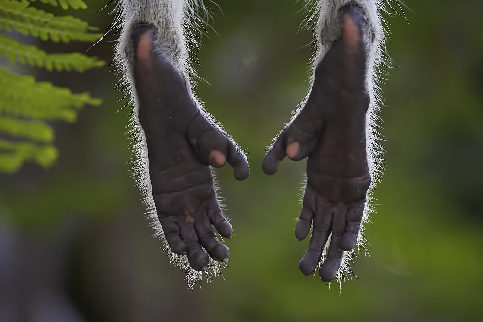 These hands by John Davies These hands
