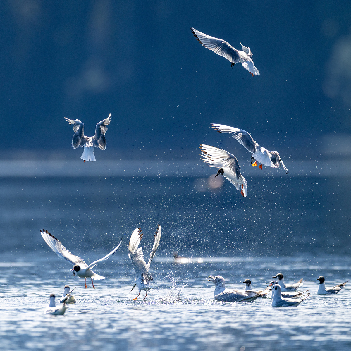 Murrelets - Pack Creek Alaska by Leslie Holmes Murrelets - Pack Creek Alaska
