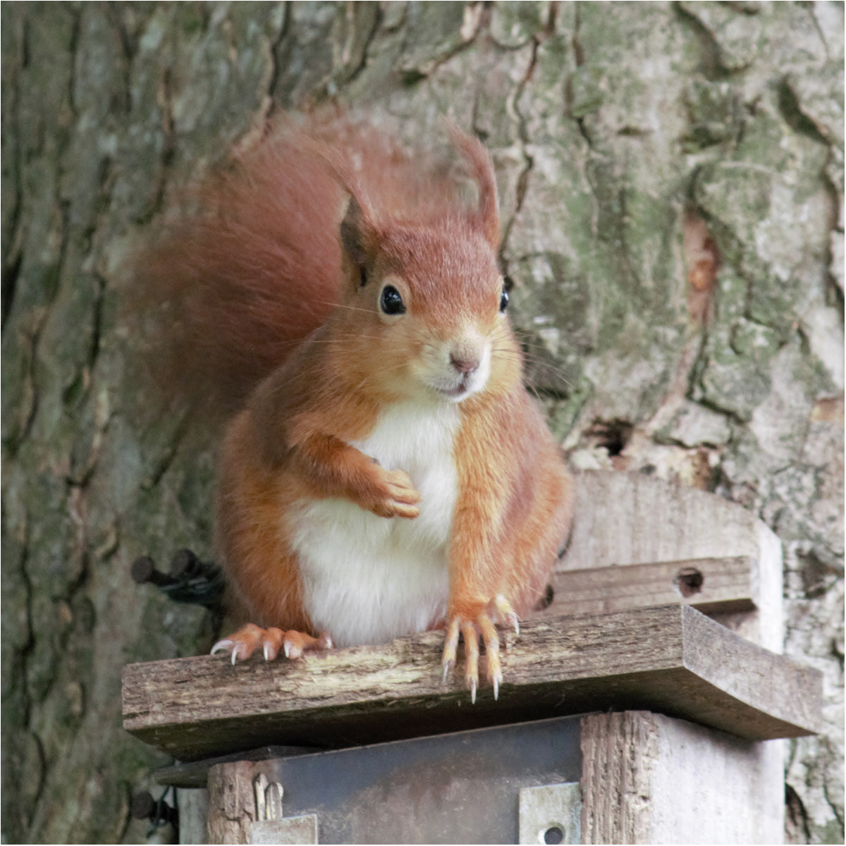 Anglesey Red Squirrel by Carol Barchou Anglesey Red Squirrel