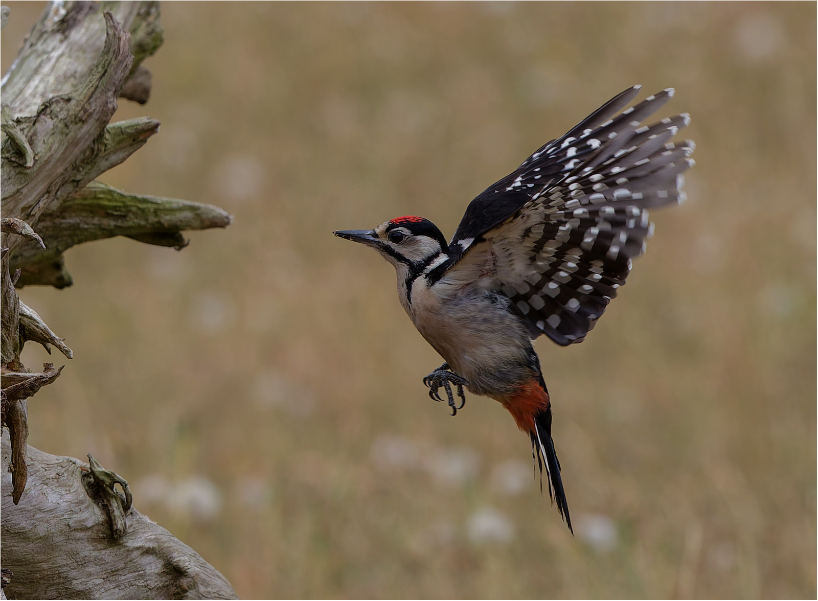 Great Spotted Woodpecker by Malcolm Marner Great Spotted Woodpecker