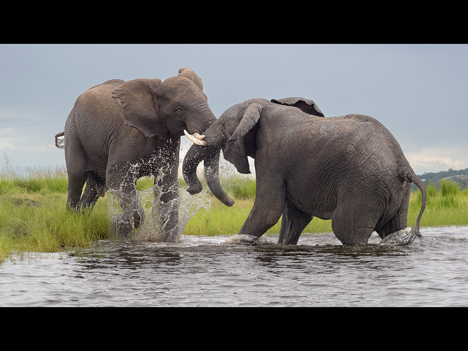 Elephants play by Mandi Horwood Elephants play