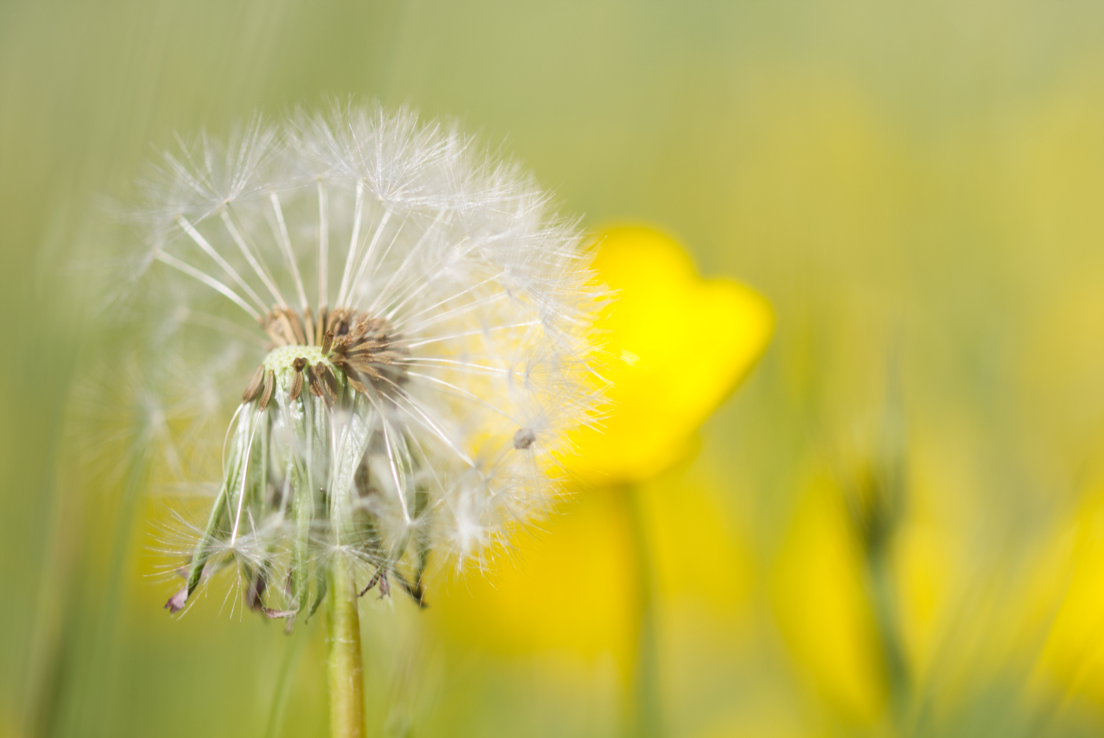 Dandelion seeds waiting for a by Richard Gibbs Dandelion seeds waiting for a