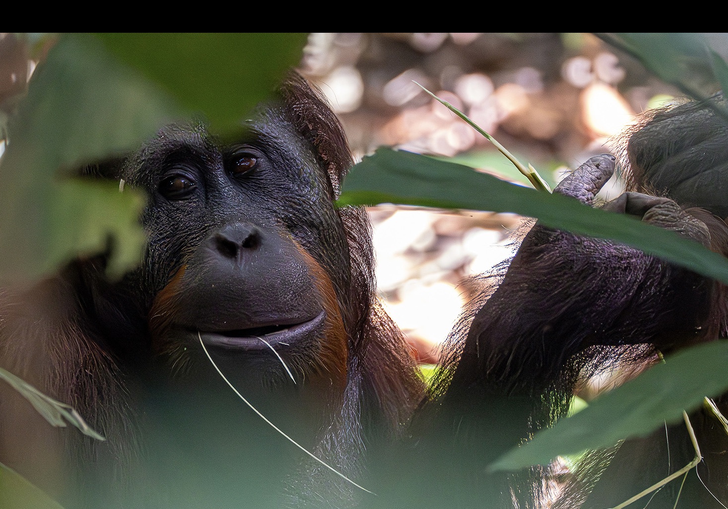 Orangutan in rainforest by Mandi Horwood Orangutan in rainforest
