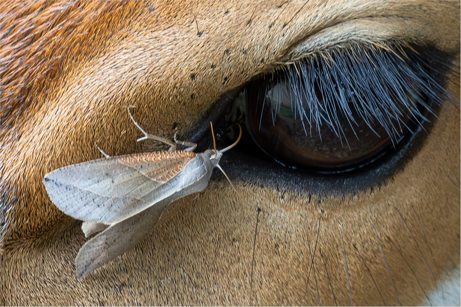 Tear-Drinking Moth on Nyala by Roger Matthews Tear-Drinking Moth on Nyala