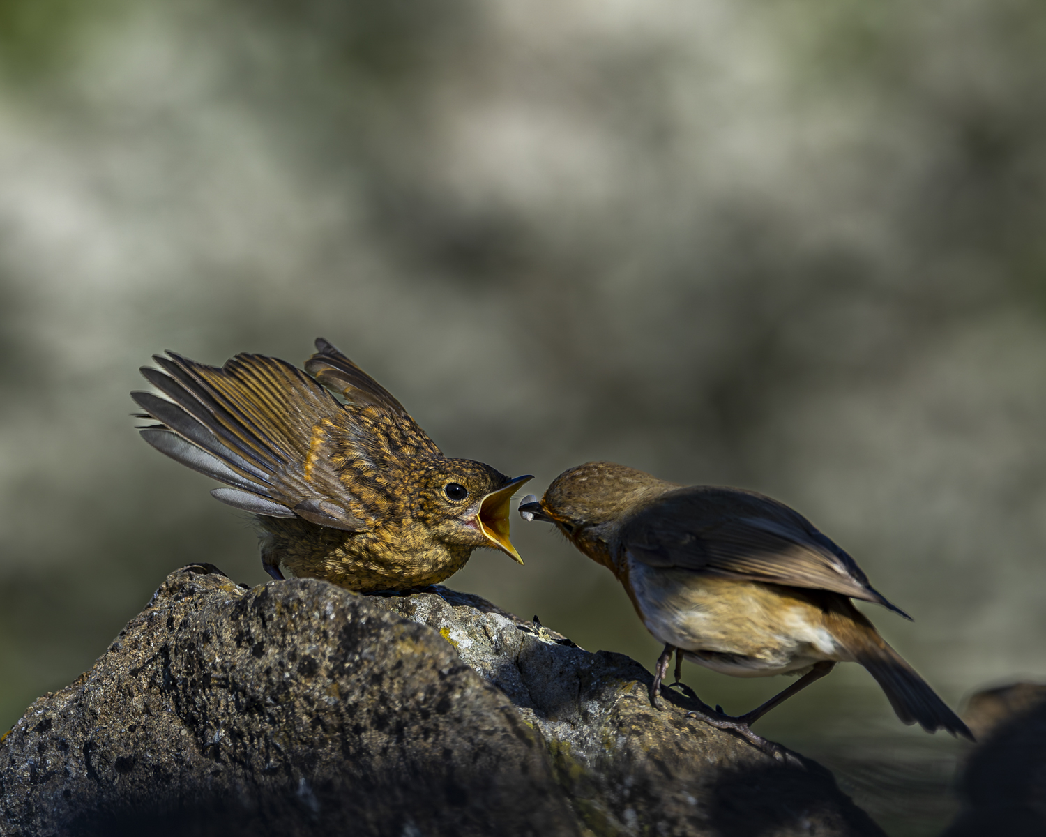 Robin's by Mark Halling Robin's